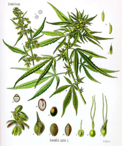 Article illustration